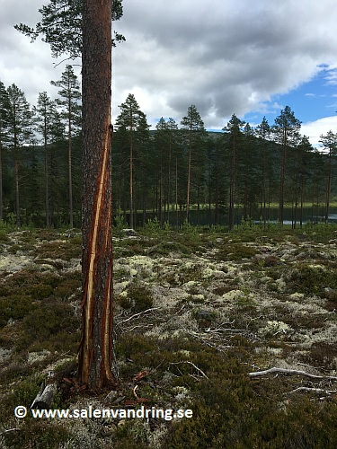 Blixtnedslag i träd vid Sagmodammen, Støa