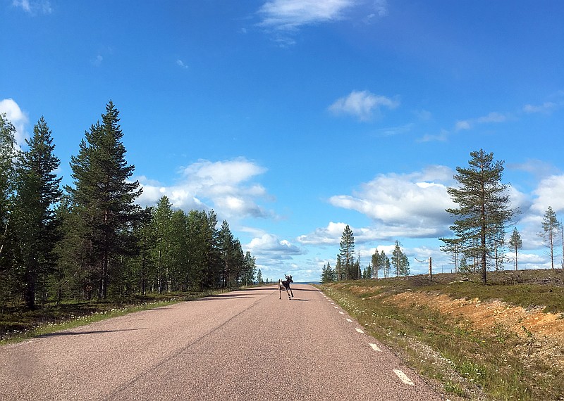 Ren på vägen mot Parkalompolo