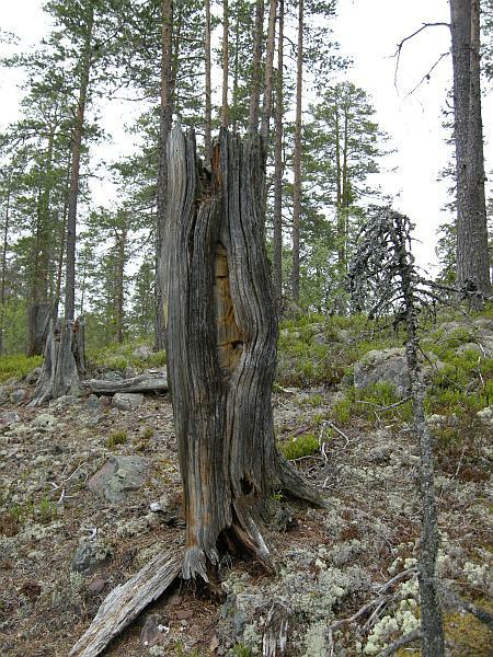 Fäbodristningen vid Flåsätra i juni 2009