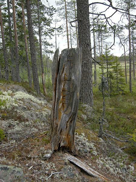 Fäbodristningen vid Flåsätra i juni 2009