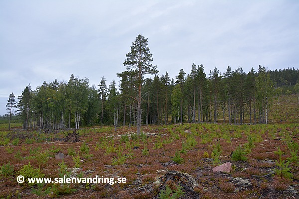 Stora Mobergets gård idag, omgiven av kalhyggen. Sorgligt på ett sätt men man får en bra överblick. Stigarna som gick åt olika håll är bevarade.