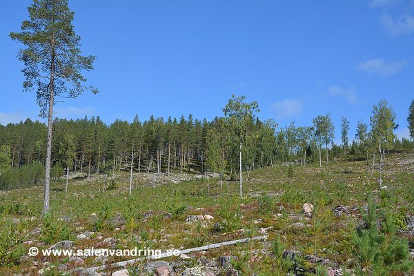 Vy upp mot ravinen på Stora Moberget, september 2023