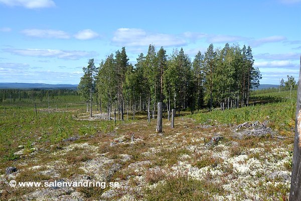 De sista högstubbarna och stigen in mot Stora Mobergets gård, september 2023