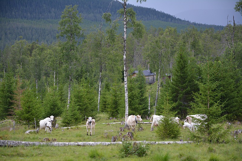 Fjällkor vid den norra delen av Ejskogsfjällstäkten