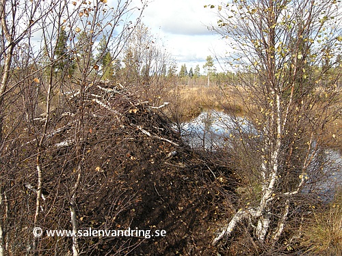 Bäverhydda vid Lilla Tandån