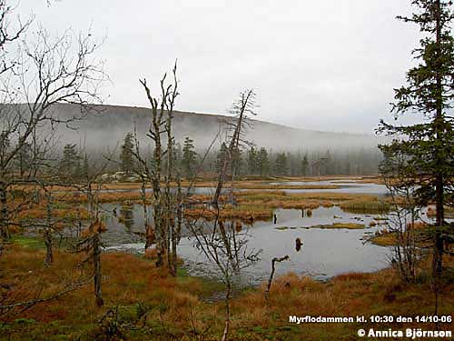 Dimma över Myrflodammen. Foto Annica Björnsson