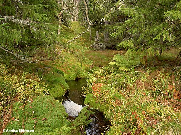 En stilla bäck med mossbäddar. Foto Annica Björnsson