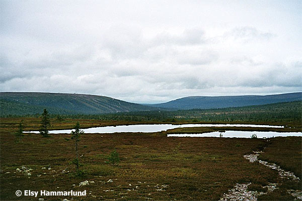 Tjärnarna uppe vid Köarskarsfjällets vindskydd. Foto: Elsy Hammarlund