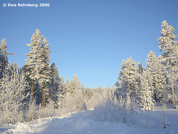 Orrliden. Foto Ewa Rehnberg