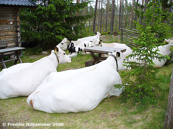 Vilande kor vid fäboden i Kinnvallsjösätra. Foto: Freddie Nilhammer