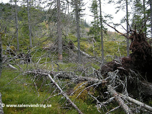 Delar av den stormfällda skogen på Ejskogsfjällets norra sluttning