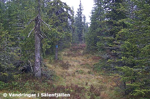 Leden mellan Støsetra och Svartvola