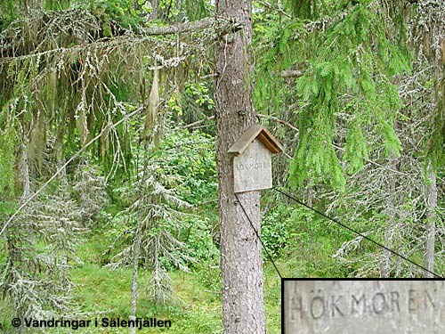 Hökmoren