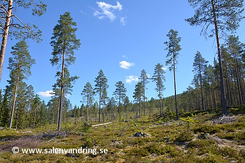 Leden uppöver kalhygget