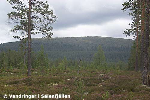 Mossakalen från SV