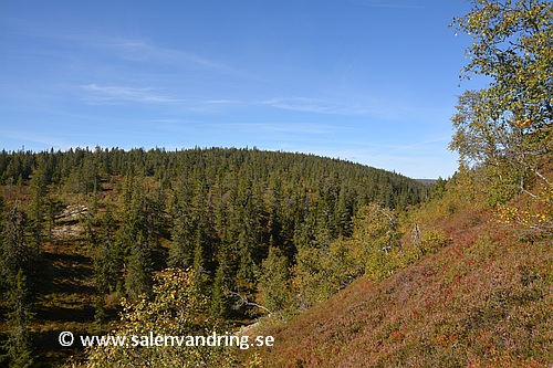 Mossakalen från Storfjället