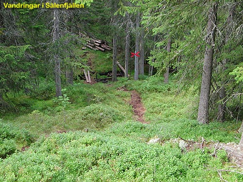 Vid Östra Granfjällsravinen