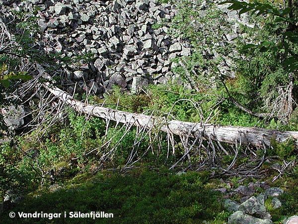 En gammal kämpe har fallit tvärs över ravinen i sin trängsta del