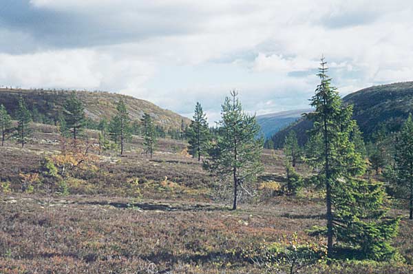 Saldalen från Norr 1998