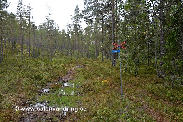Ett av de mer blöta partierna på väg ner mot Närsjön, cirka 1 km kvar till vägen