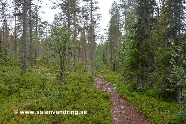 Stolpe 753 på väg mot Vackerlokarna