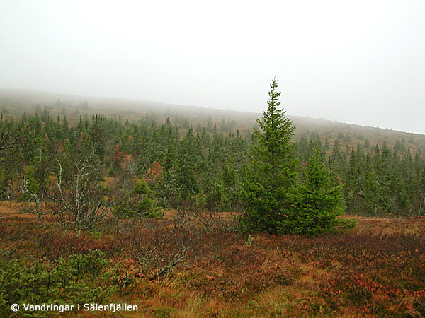 Storfjällsgraven 2005