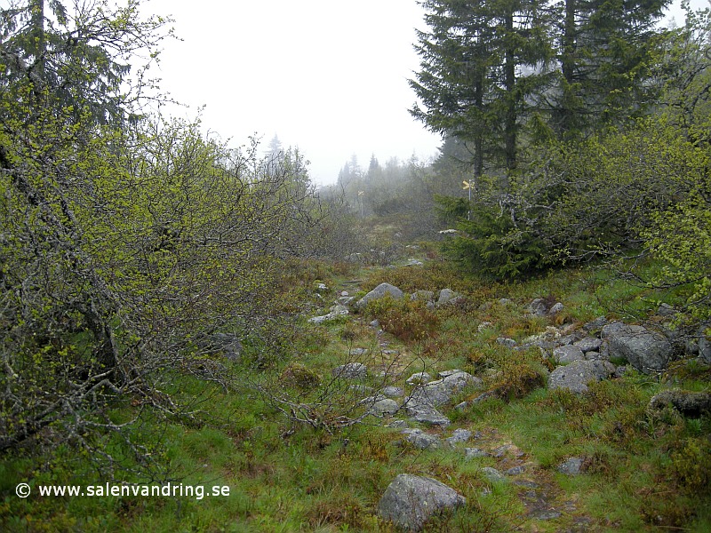 Stigen i den södra delen av Storfjällsgraven är inte lika lättgången, juli 2012